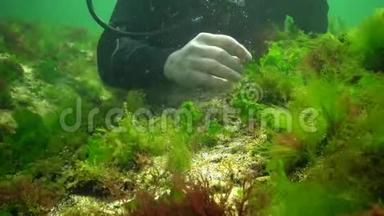 海洋中的光合作用，潜水员接触<strong>藻</strong>类合成的氧气泡。 水下岩石中的绿<strong>藻</strong>和红<strong>藻</strong>